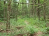 Red Horse Trail between Witchhopple Lake and Salmon Lake